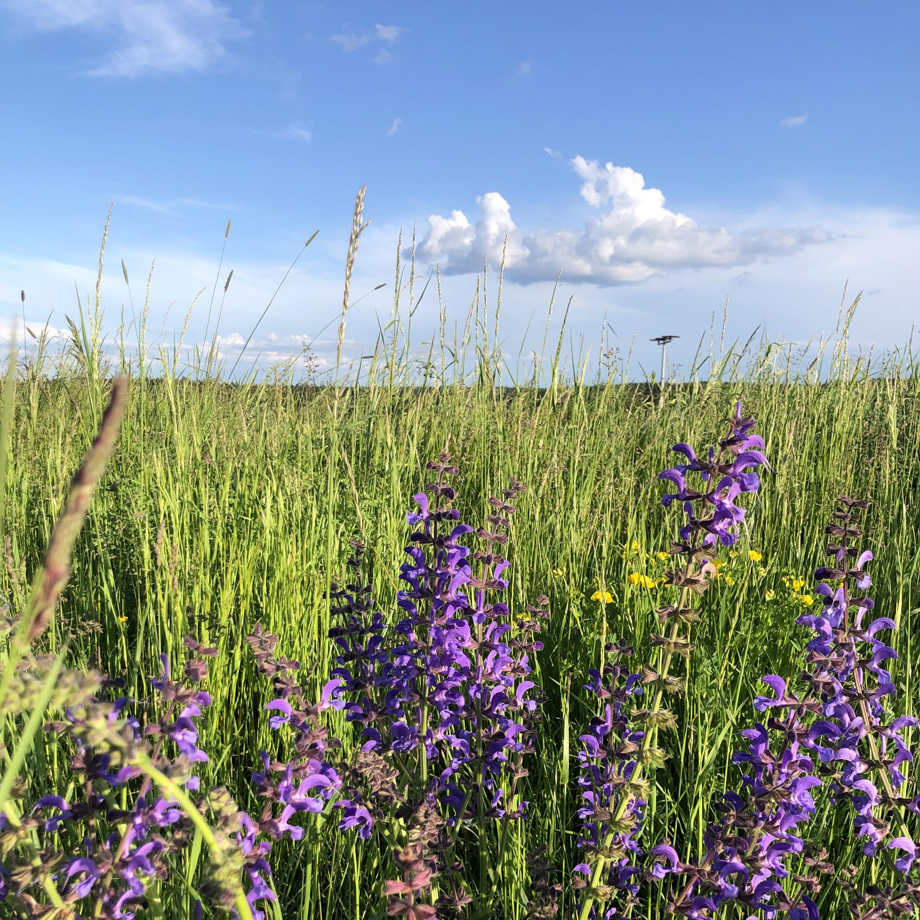 Im Frühjahr gestreifte Blumenwiese an der Ferienwohnung Waldblick